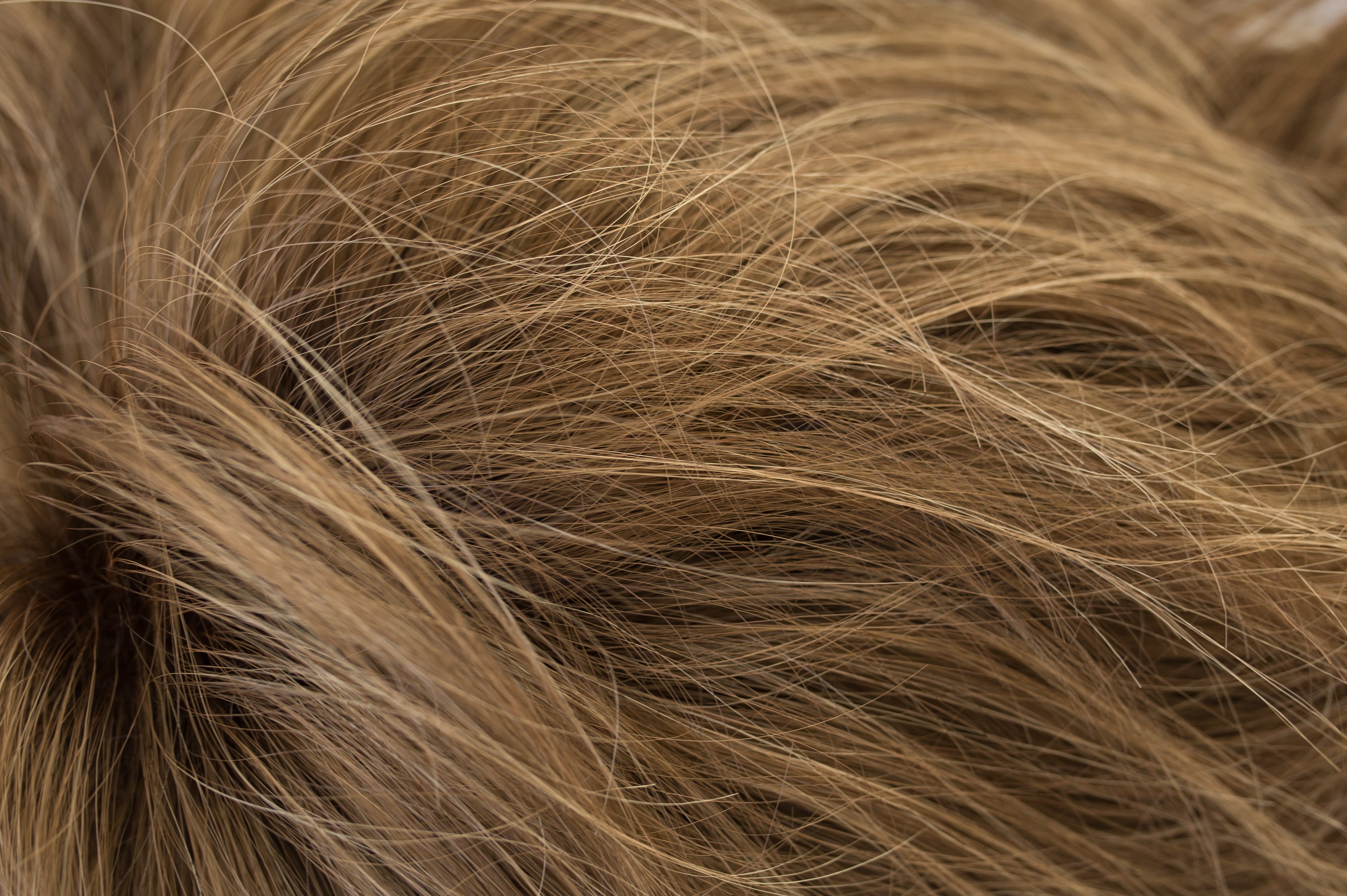 Sue wig - Rene of Paris Alexander Couture Collection